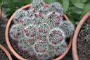 MAMMILLARIA BOCASANA.jpg